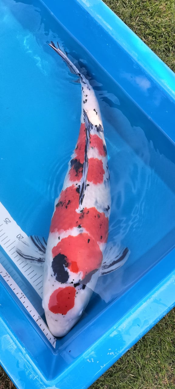 Sanke 65 cm