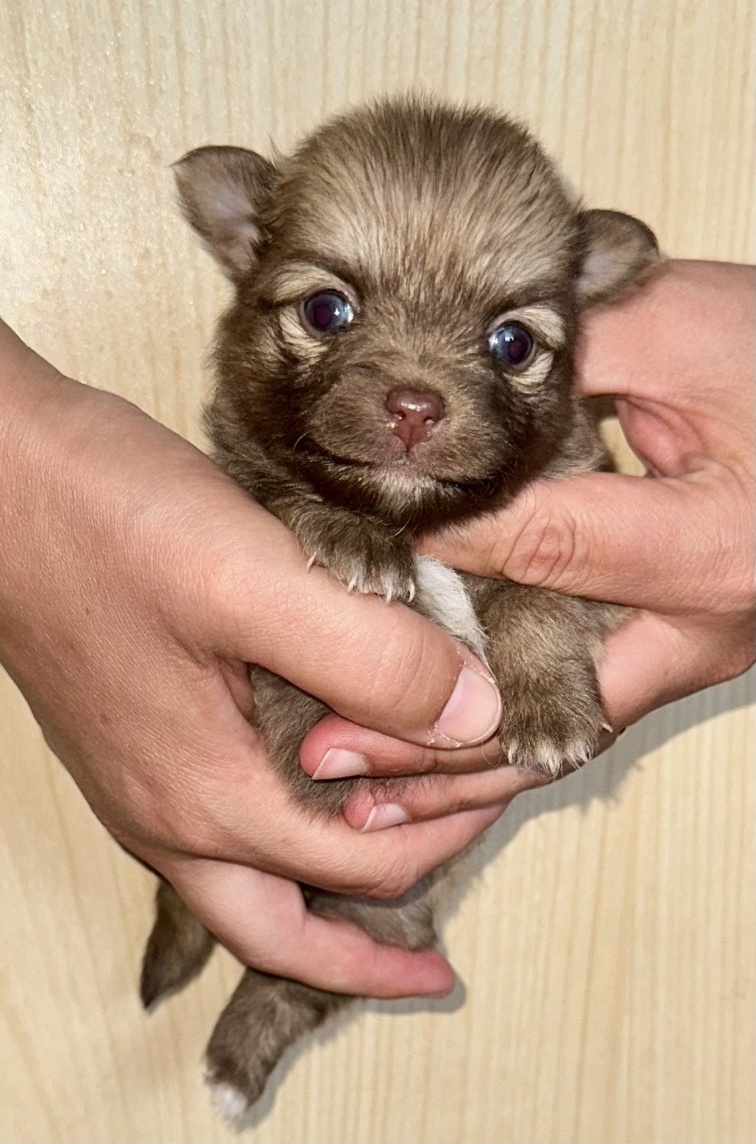 Pomeriaan pups