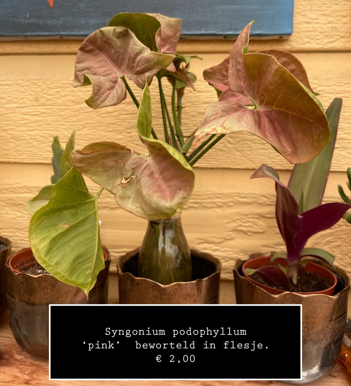 Planten