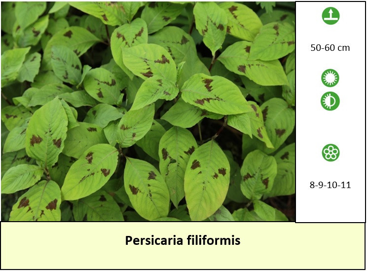 Betaalbare planten in ons plantenkraampje voor slecht € 1,25 p/st. + TIP +