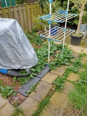 Onkruid verwijderaar m/v