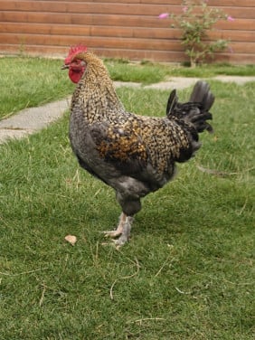 Jonge haan : blauwe marans x cream legbar