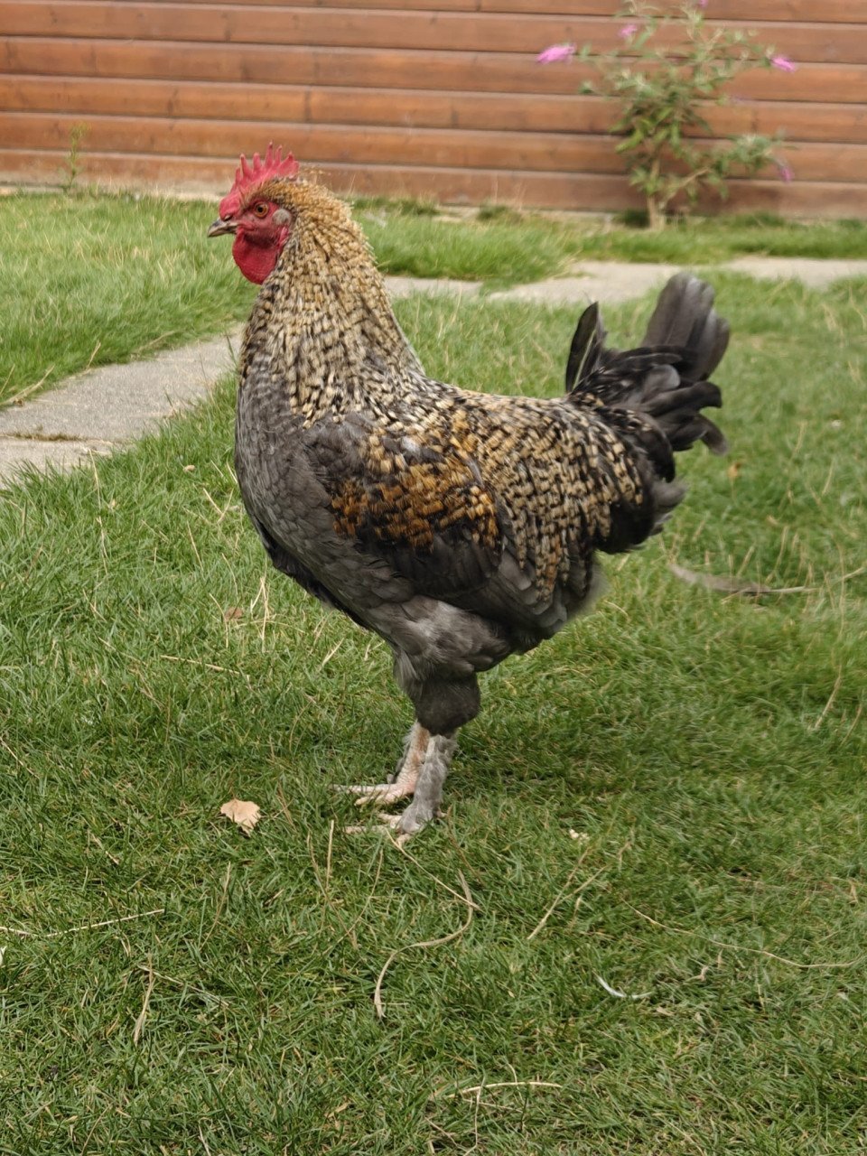Jonge haan : blauwe marans x cream legbar