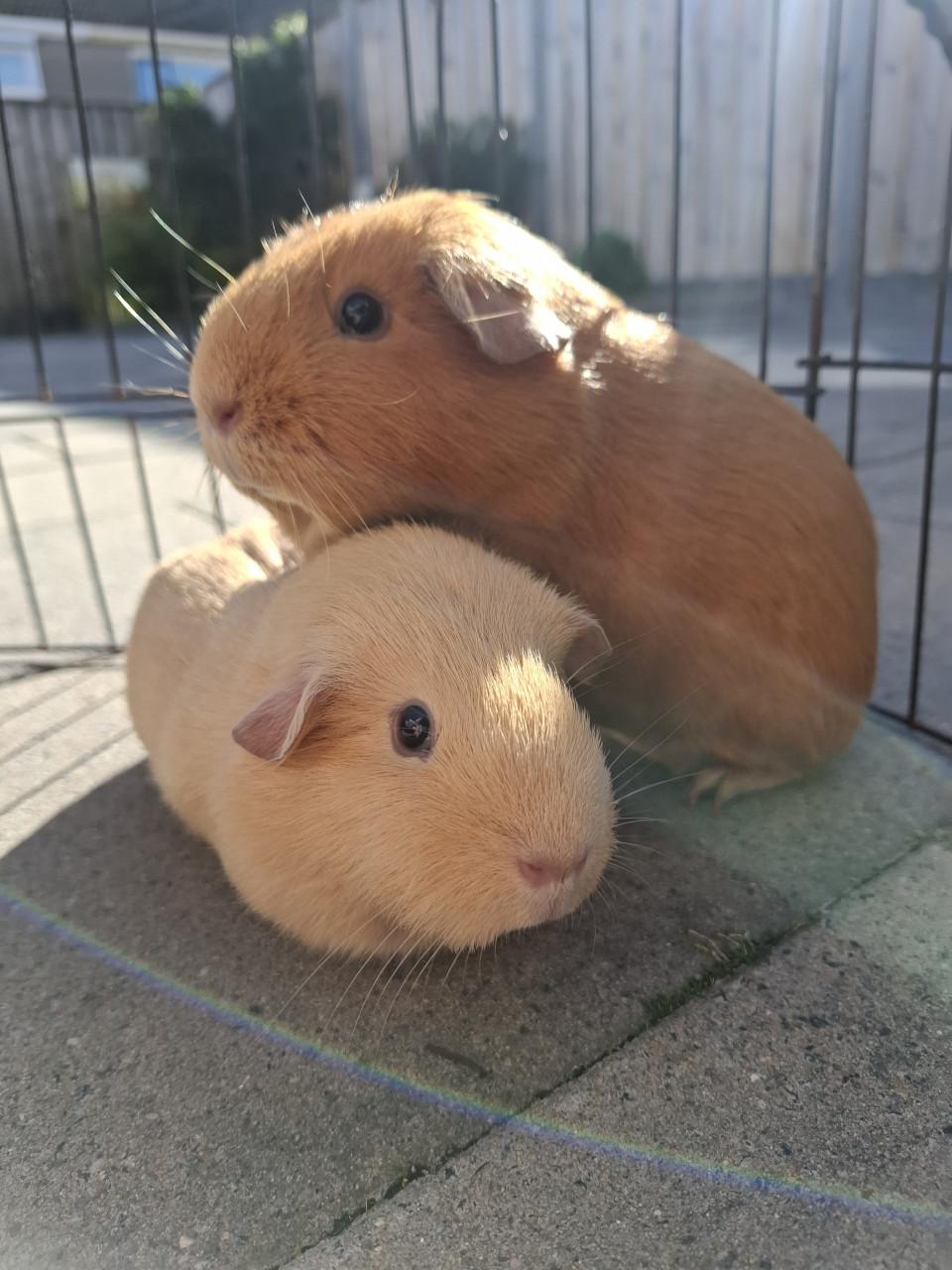 Lief mooi cavia koppel zeugjes