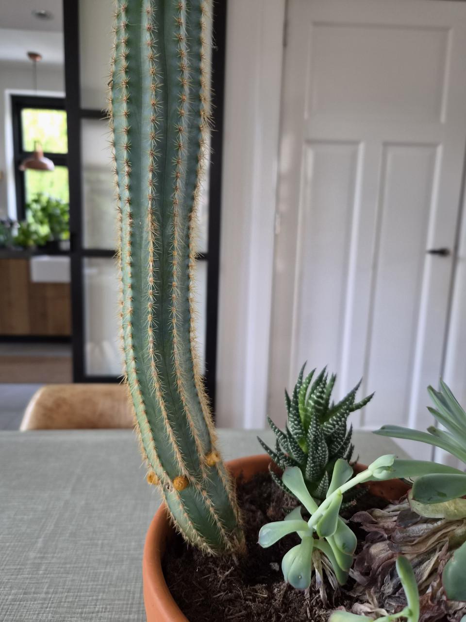 Kamerplant cactus