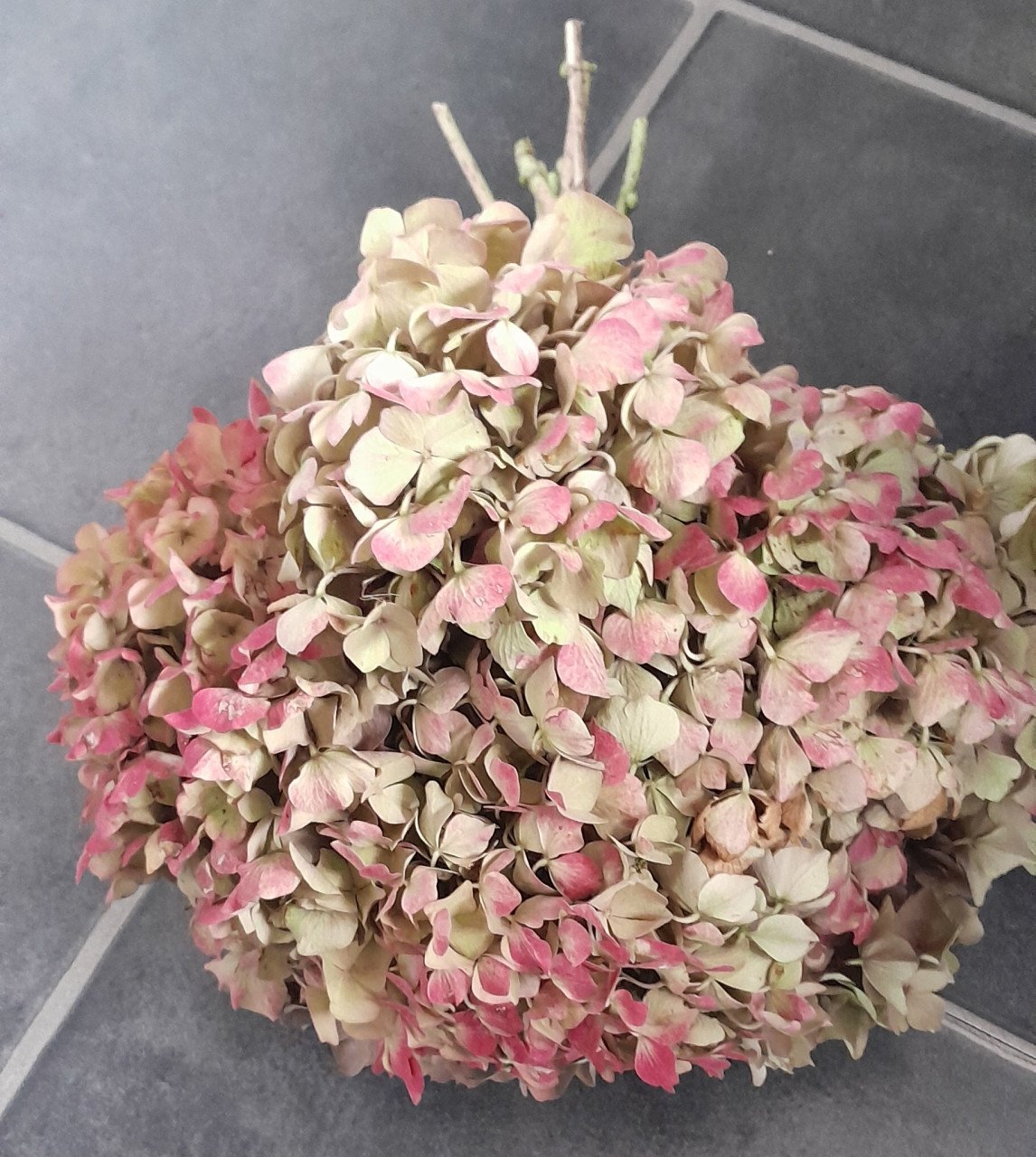 Bos Hortensia bloemen.