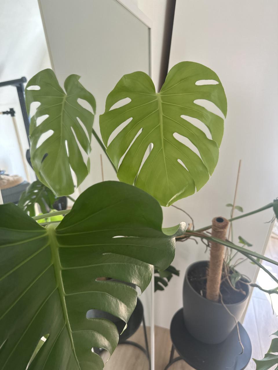 Monstera plant