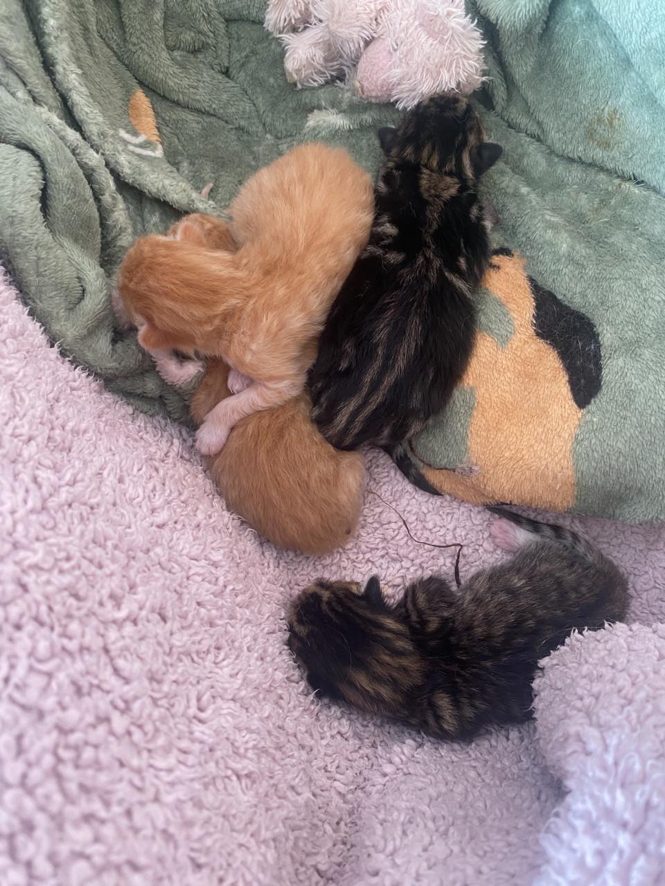 GERESERVEERD! Kittens te koop