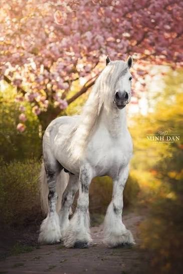 Knappe Fell pony merrie