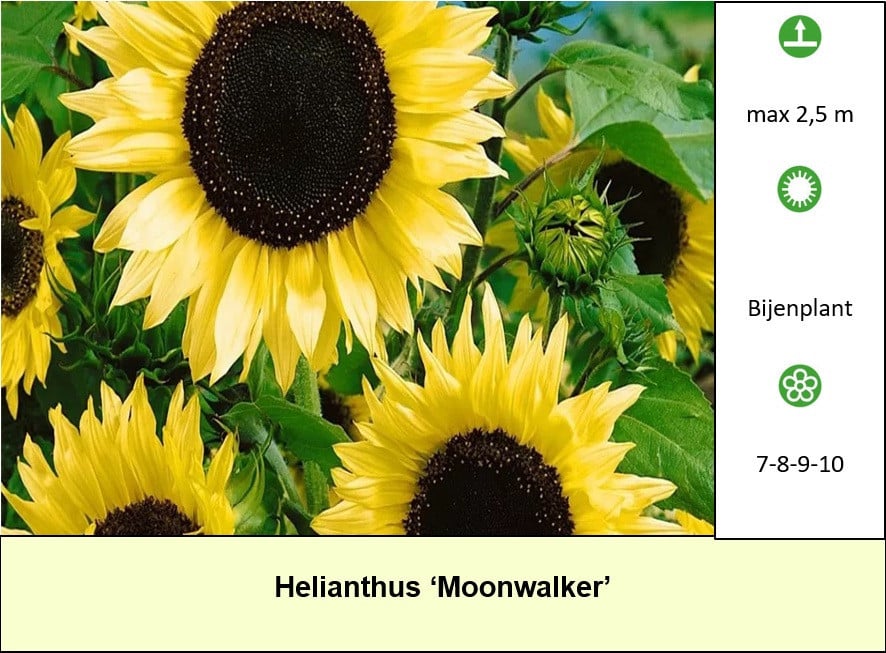 Opzoek naar betaalbare planten ? In ons plantenkraampje € 1,25 p/st.