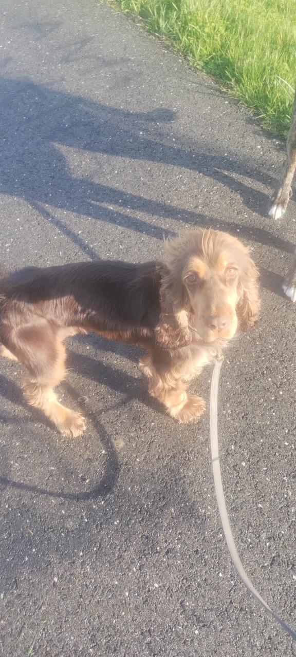 Engelse cockers spaniel