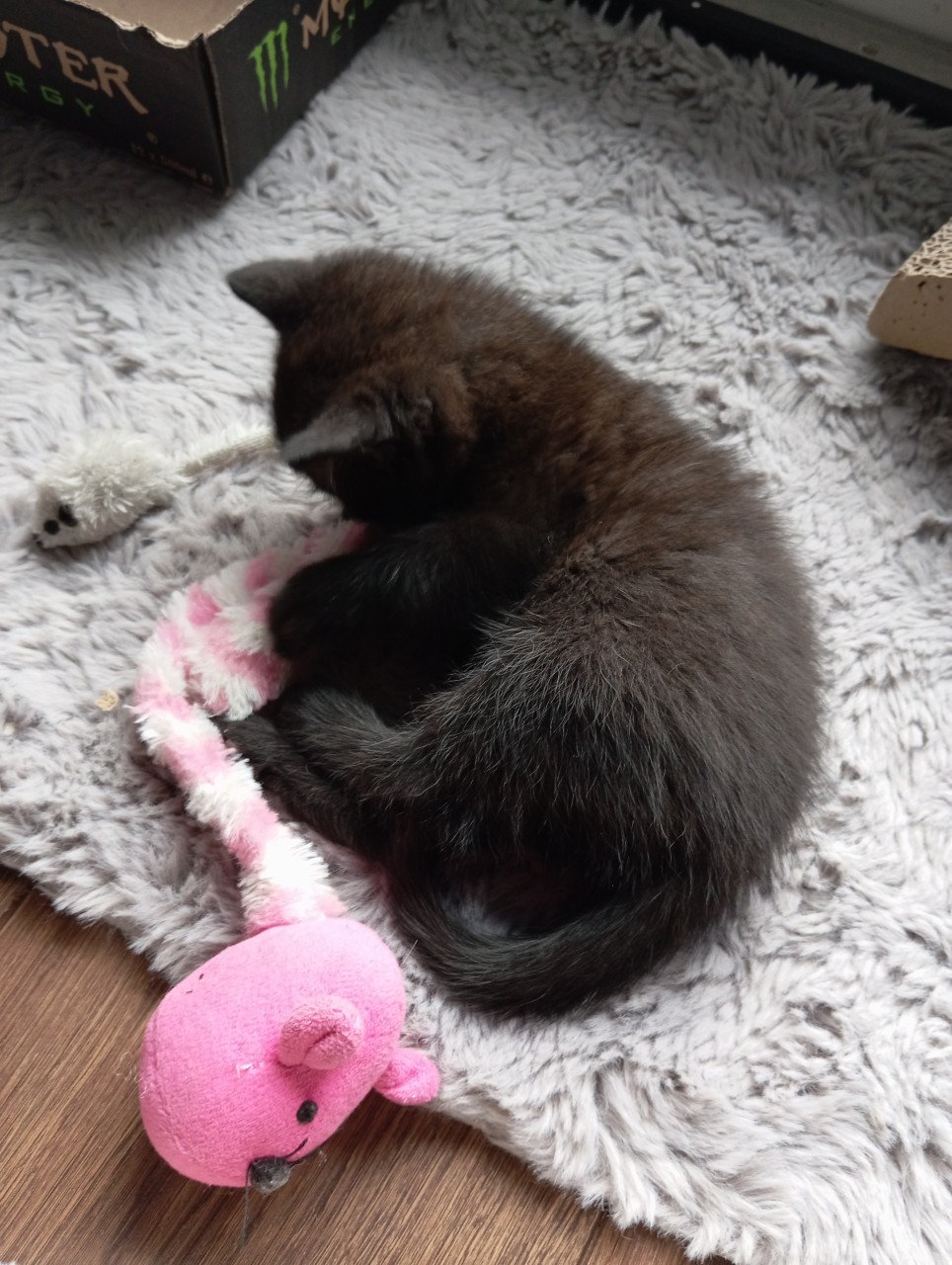 Kitten mannetje