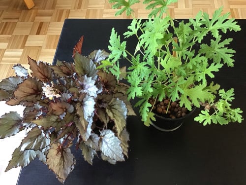 Kamerplanten: Ciroen garanium en een Bladbegania
