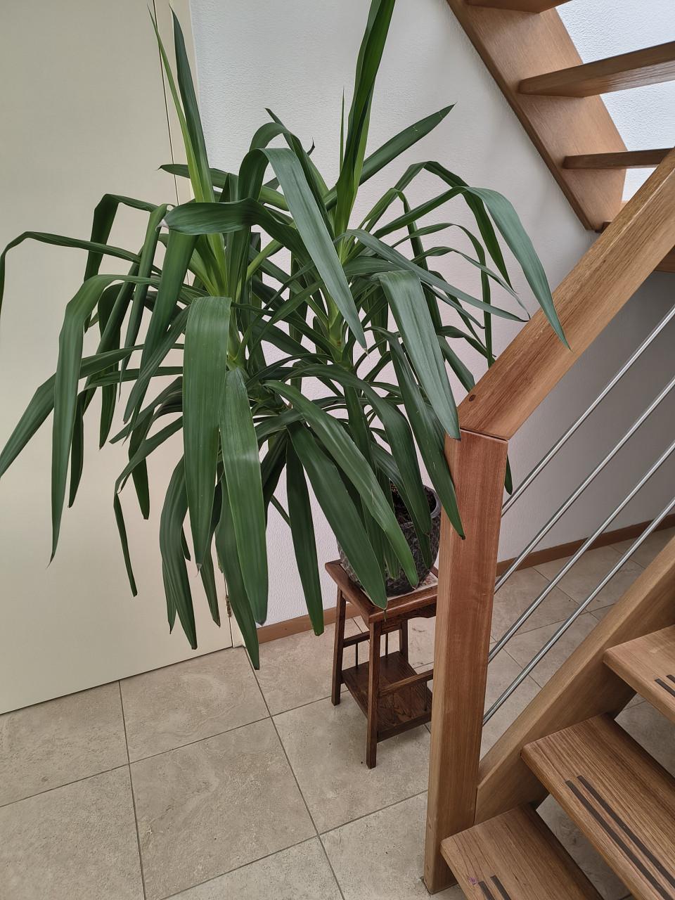 Kamerplant yuca