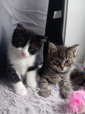 Kittens