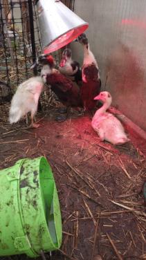 3 indische loopeenden