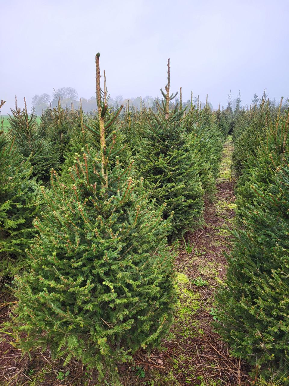 Kerstbomen 1 tot 6 meter