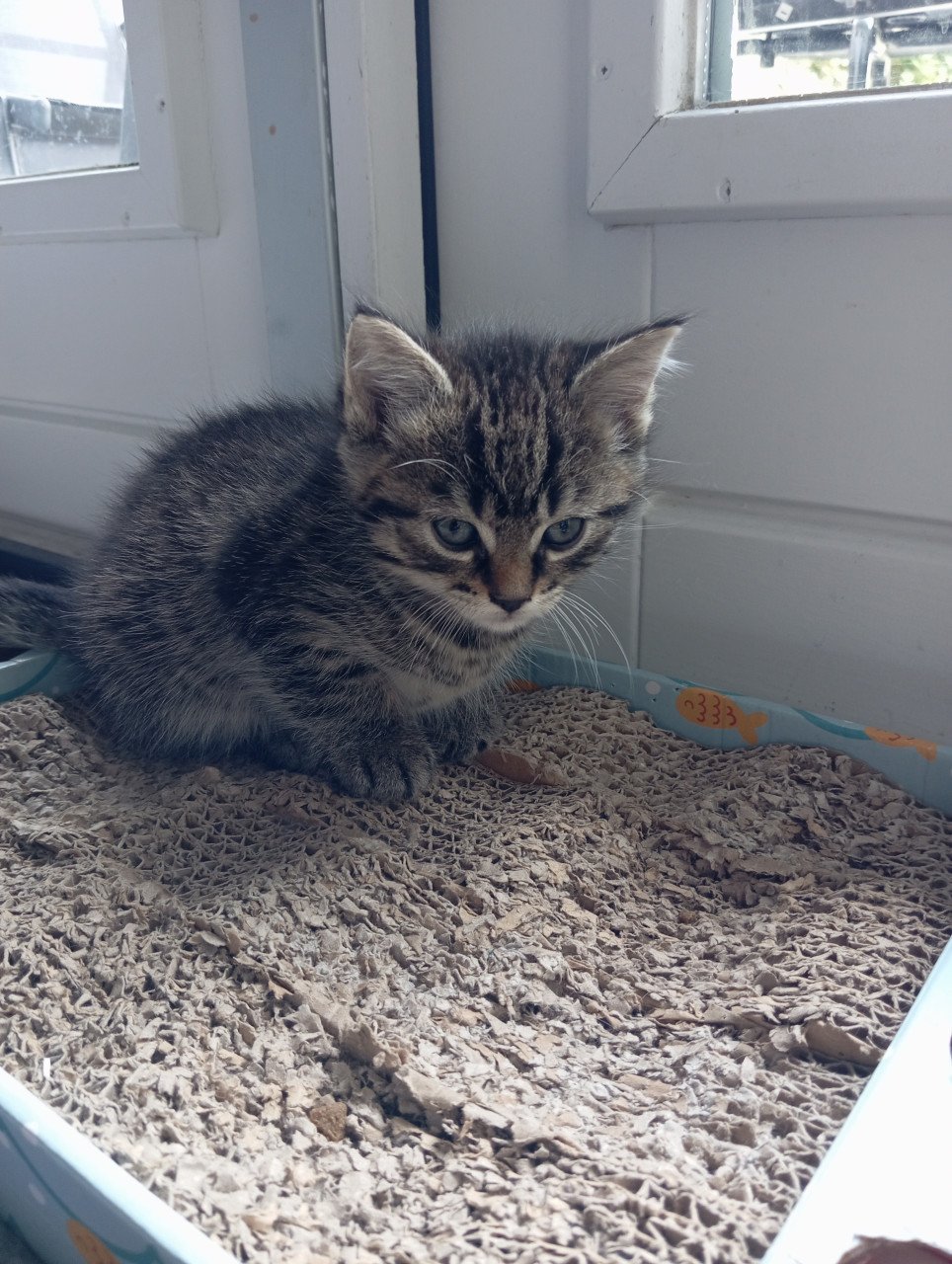 Kittens