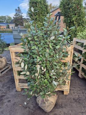 Olijfwilg compacta haagplanten in meerdere maten leverbaar