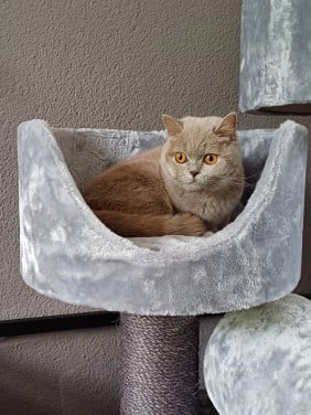 Lieve Brits Korthaar poes