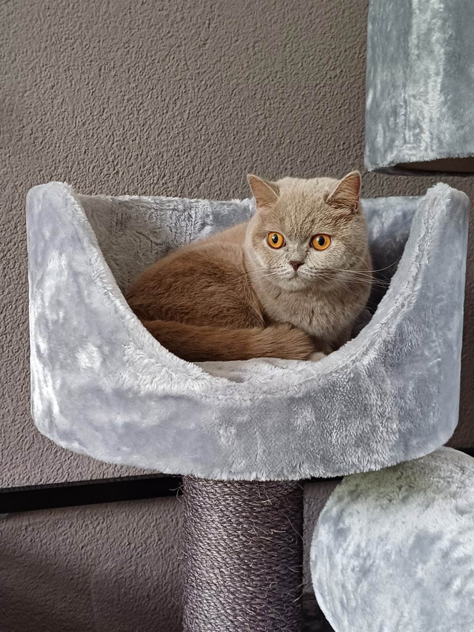 Lieve Brits Korthaar poes