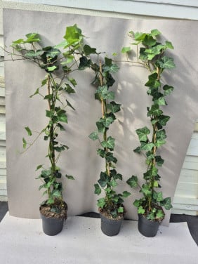 Hedera Hibernica (klimop) in diverse maten Topkwaliteit
