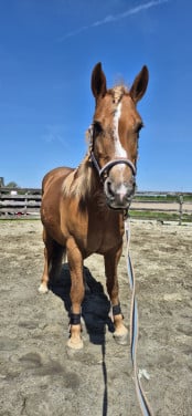 Lieve recreatieve D pony.