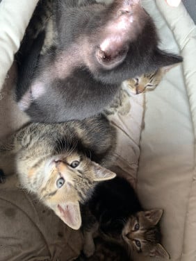 Lieve zwarte en tijgerkleurige kittens
