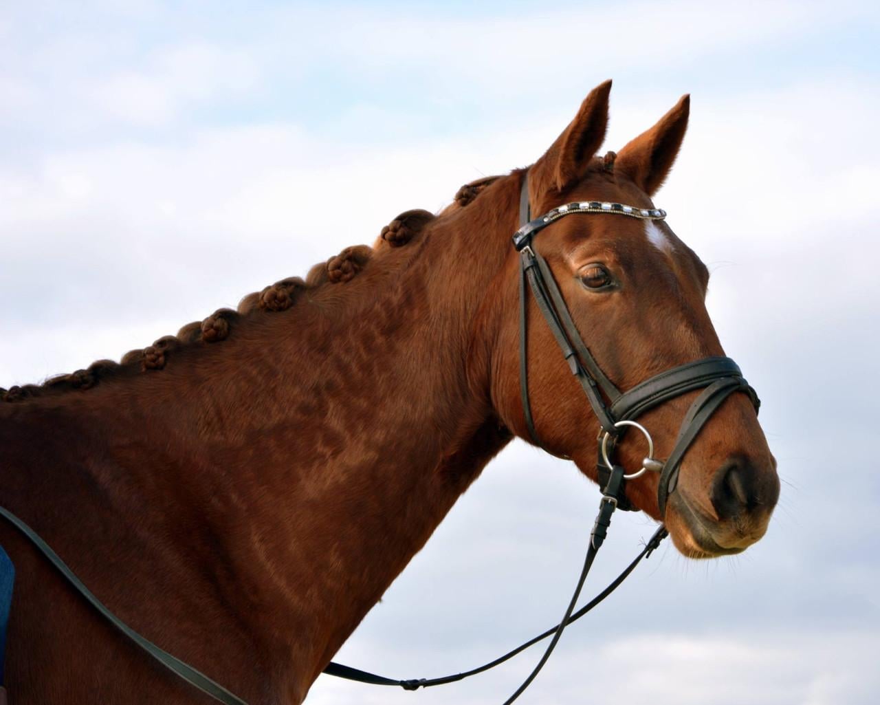 Te koop: 14 jarige KWPN merrie