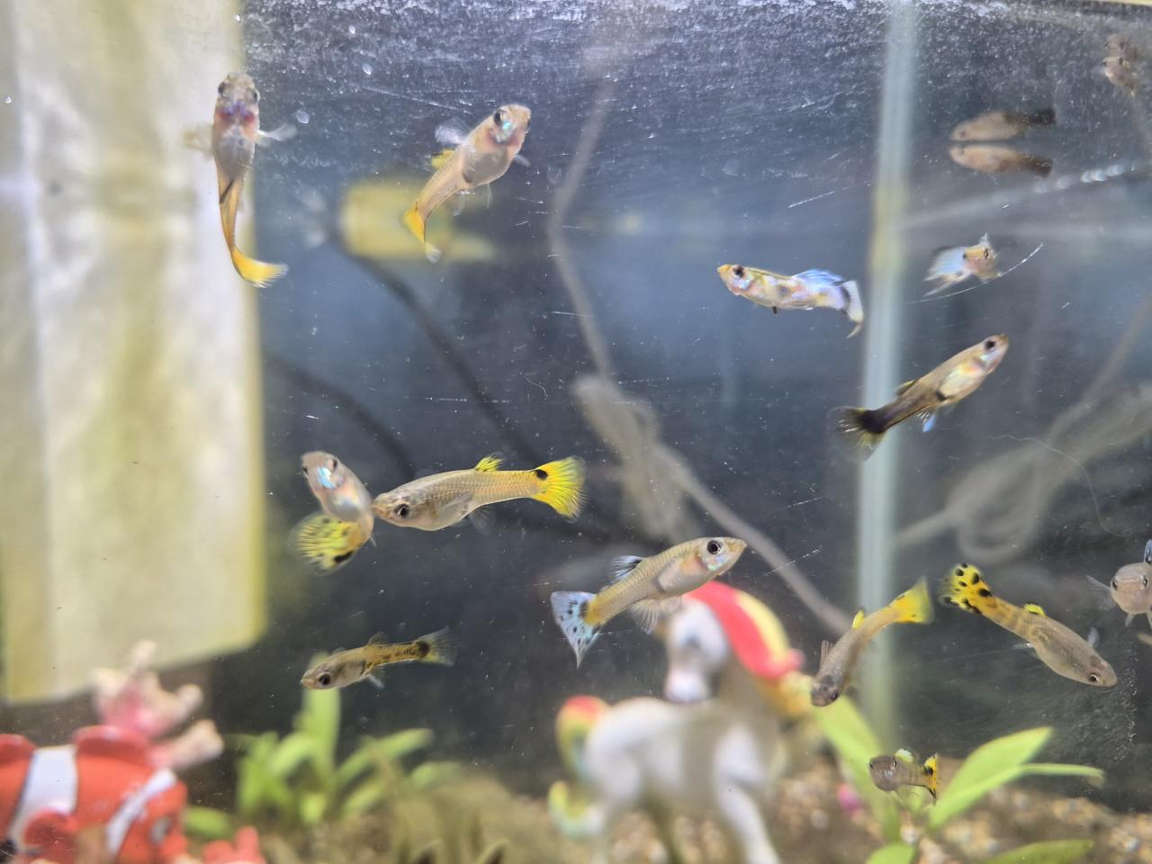 Aquarium met gupjes en toebehoren