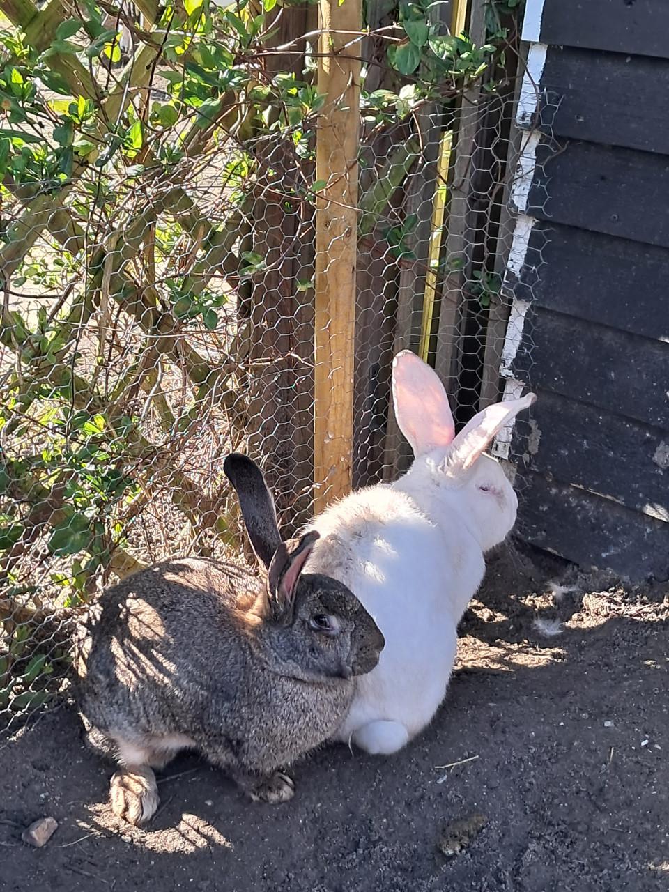Jonge vlaamse reuzen