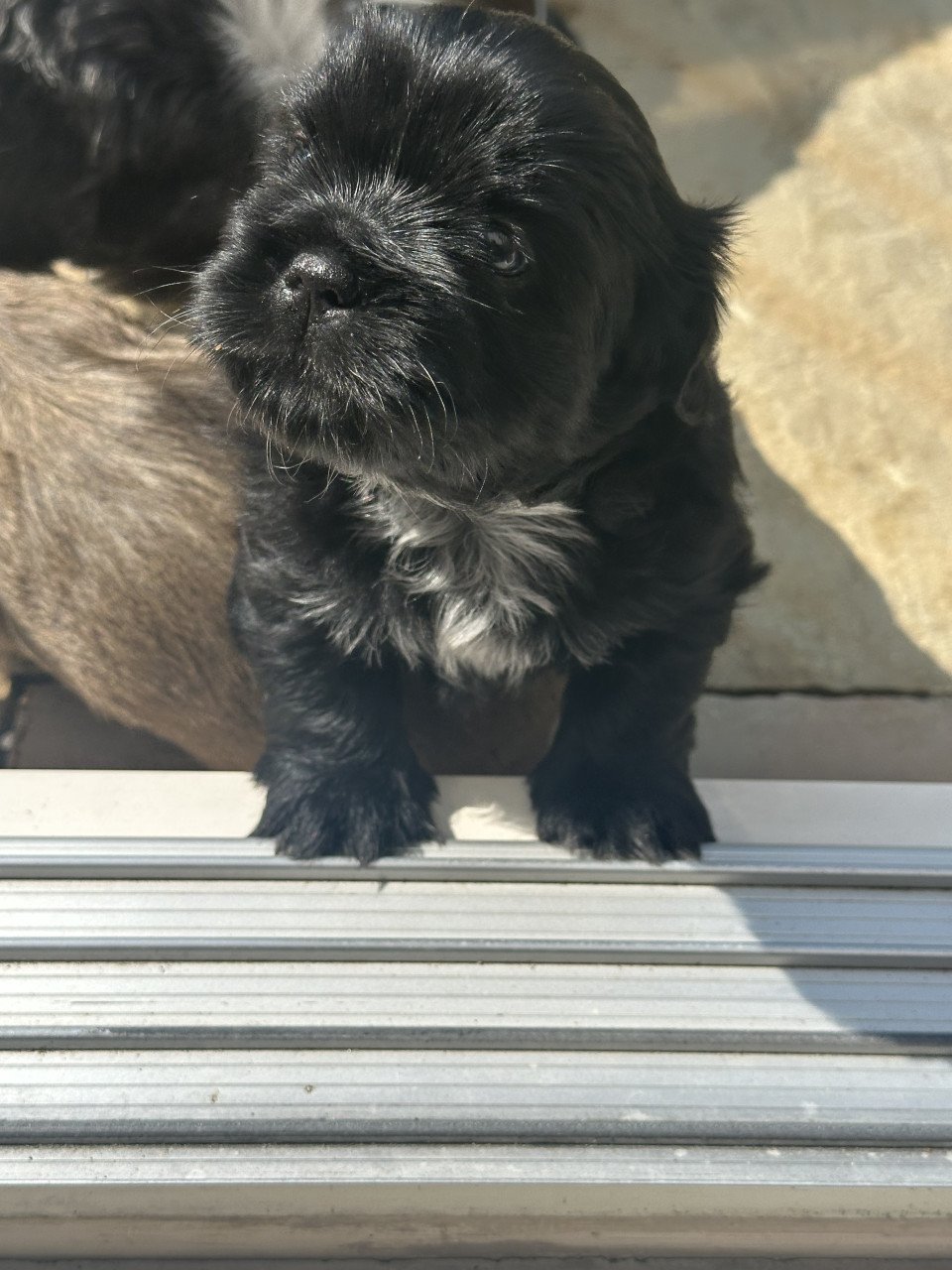 Boomer pups