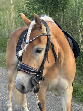 Super lieve haflinger