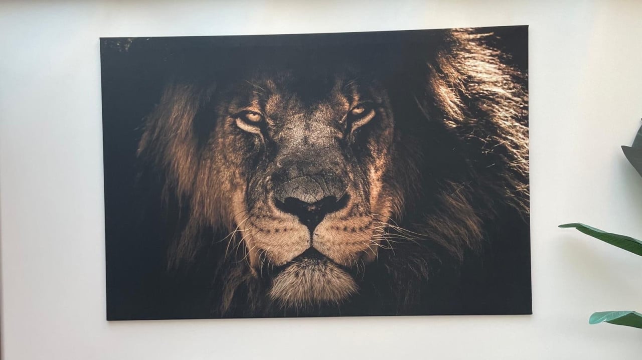 Stoer canvas schilderij leeuw – 150x100 cm – Zwart/Goudtinten