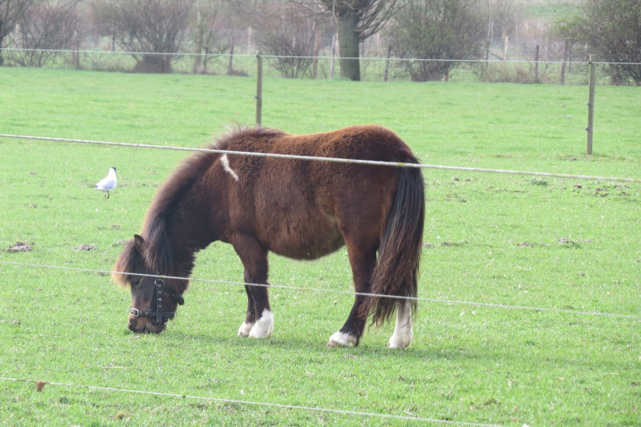 Shetlander