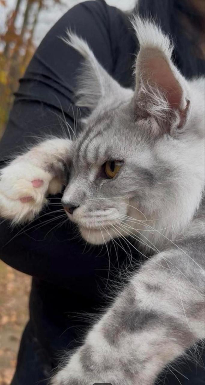 Maine coon dekkater met stamboom, shaded lijn,rusland