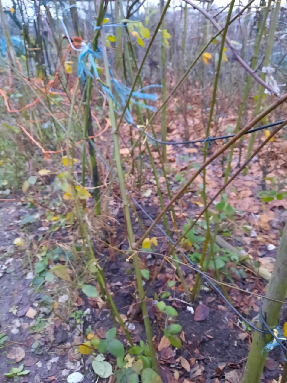 Bramenplanten, bessenstekken, druivenstekken, druivenplanten