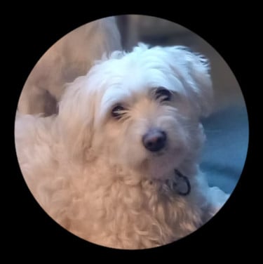 Bichon Malthezer teefje