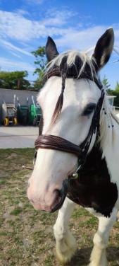 Hoofdstellen en meer