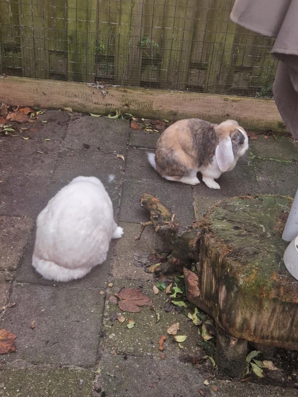 Koppel franse hangoren