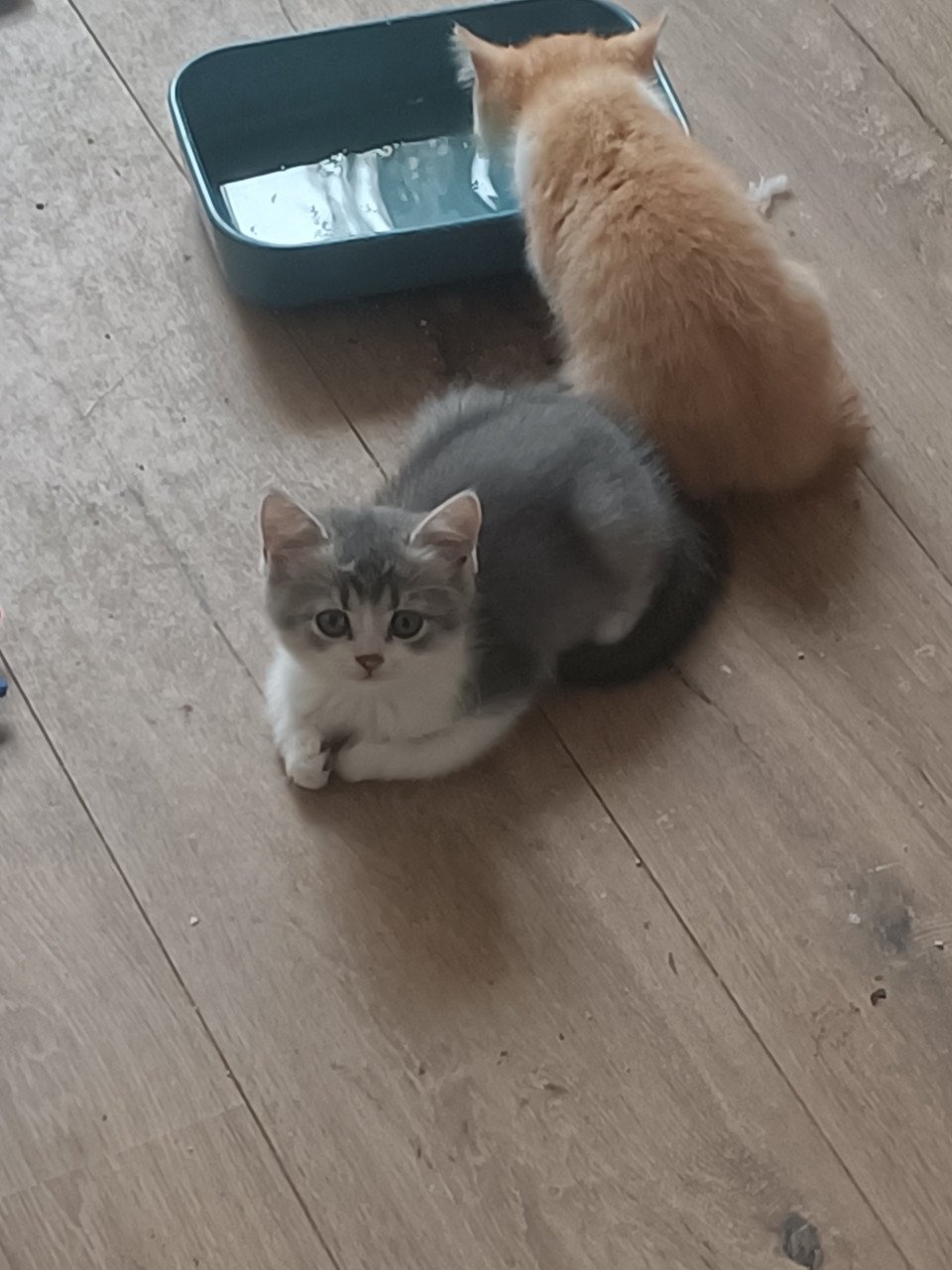 Kruising kittens