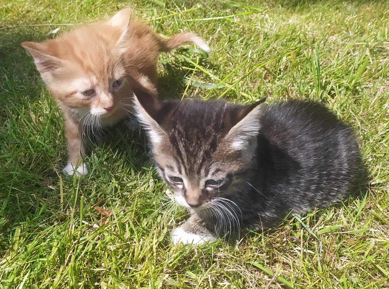 Schattige kittens