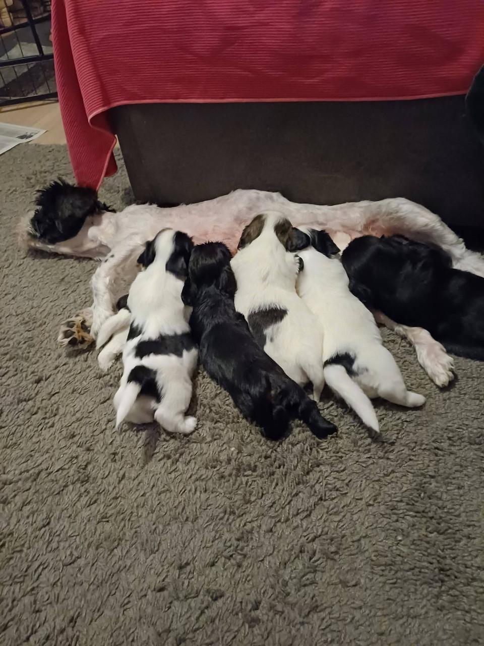 Shih tzu pup