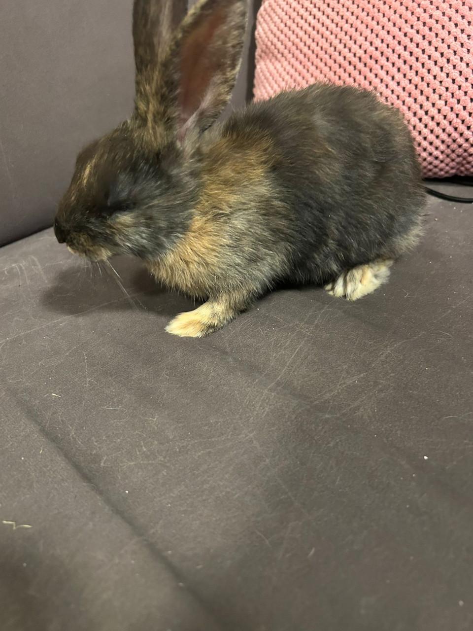 3 lieve baby konijntjes