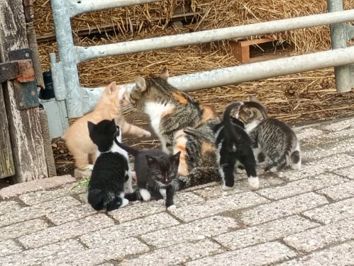 Kittens