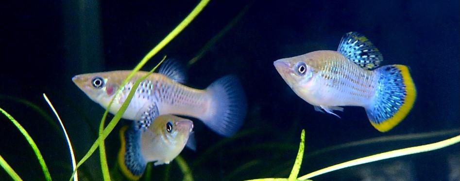 Poecilia Mexicana levendbarende