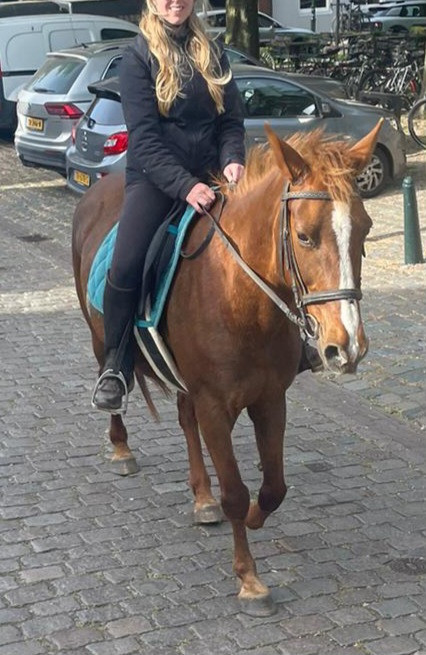 Fijne vos merrie te koop