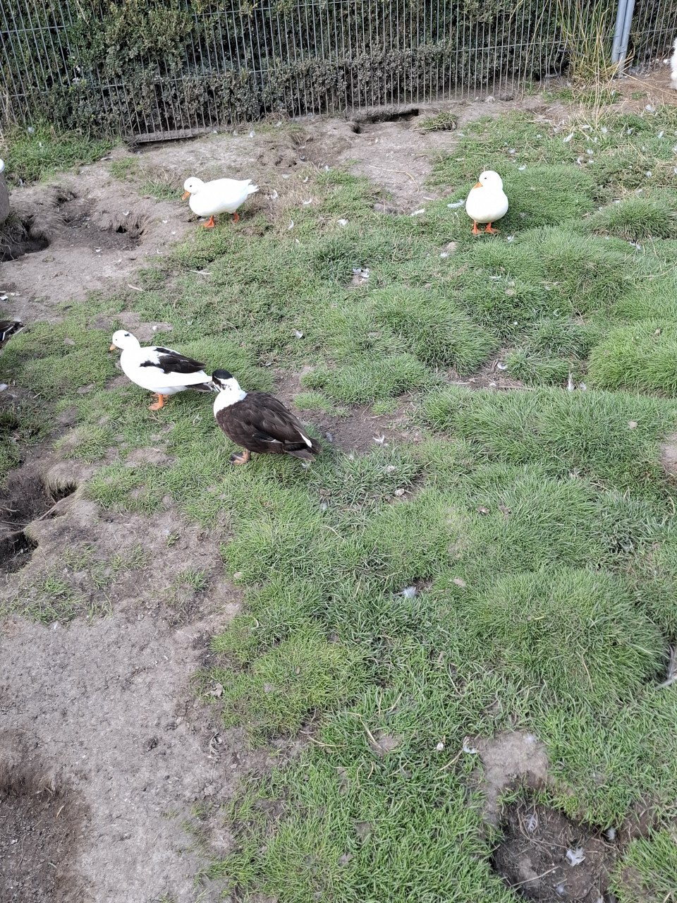Hollandse kwakers, indische loopeenden, gele boomeenden, mandarijneenden