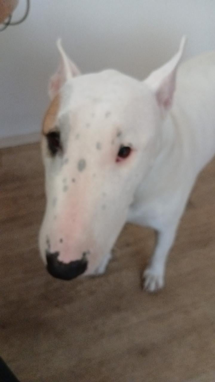 Enkel gebroken, wie wil op een lieve hond d passen?