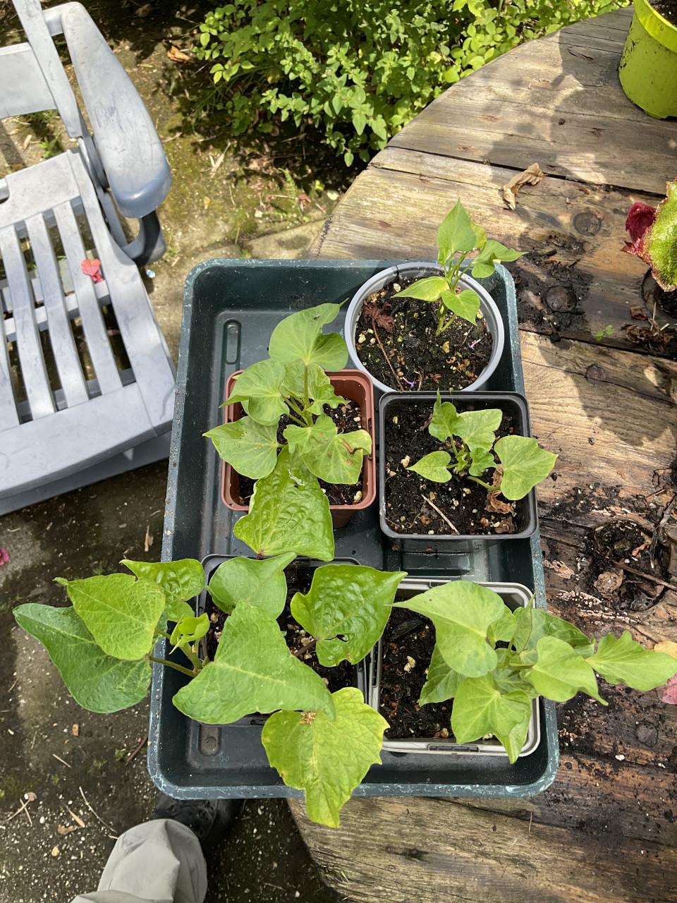 Zoete aardappel planten